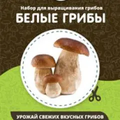 Фото:  Домашняя грибница в Нижнем Новгороде. Вид 8.