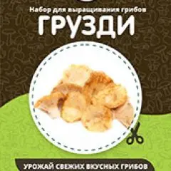 Фото:  Домашняя грибница в Нижнем Новгороде. Вид 4.
