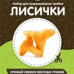 Фото:  Домашняя грибница в Нижнем Новгороде. Вид 10.