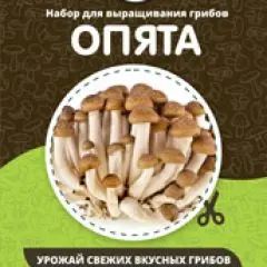 Фото:  Домашняя грибница в Нижнем Новгороде. Вид 9.
