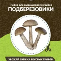 Фото:  Домашняя грибница в Нижнем Новгороде. Вид 6.