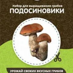 Фото:  Домашняя грибница в Нижнем Новгороде. Вид 5.