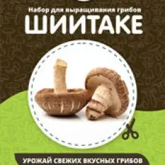Фото:  Домашняя грибница в Нижнем Новгороде. Вид 7.