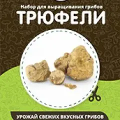 Фото:  Домашняя грибница в Нижнем Новгороде. Вид 3.