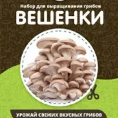 Фото:  Домашняя грибница в Нижнем Новгороде. Вид 12.