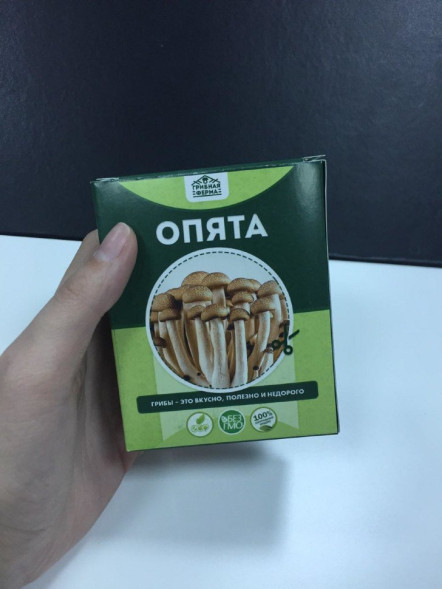 Домашняя грибница в Москве