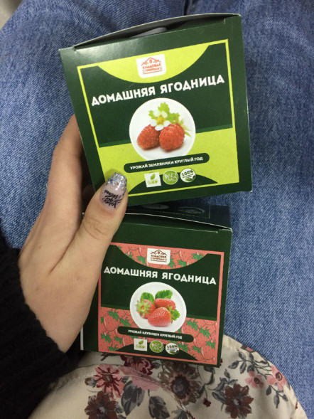 Домашняя ягодница в Москве