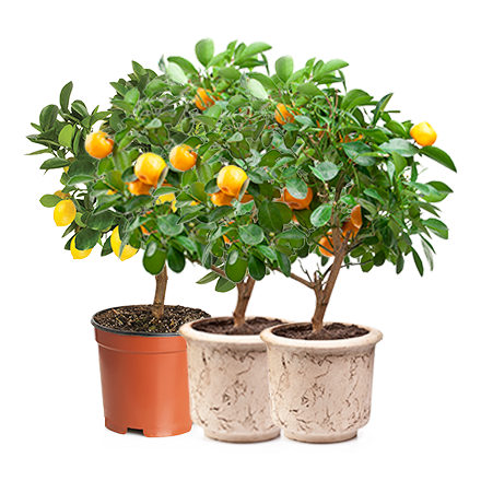 Мини-деревья Экодар в Москве