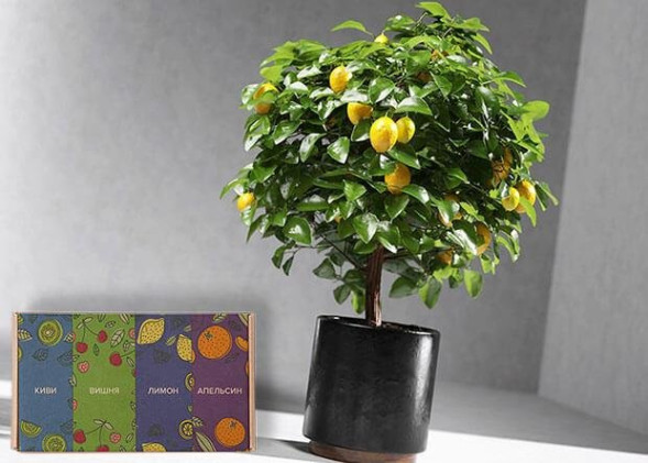 Мини-деревья Экодар в Москве