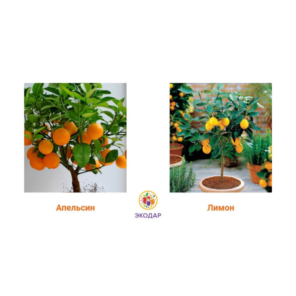 Мини-деревья Экодар в Москве