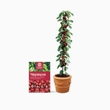 Мини-деревья Черешня в Москве