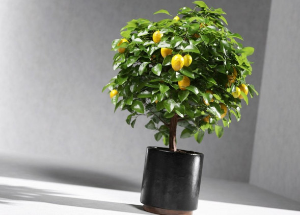 Мини-деревья Экодар в Москве