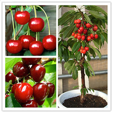 Мини-деревья Экодар в Москве