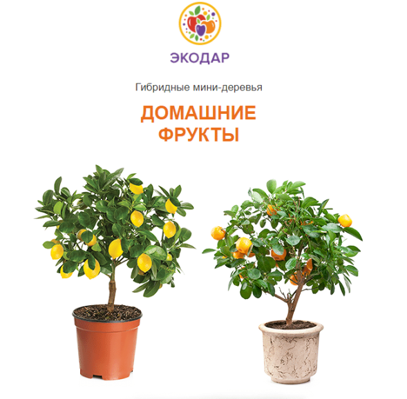 Мини-деревья Экодар в Москве