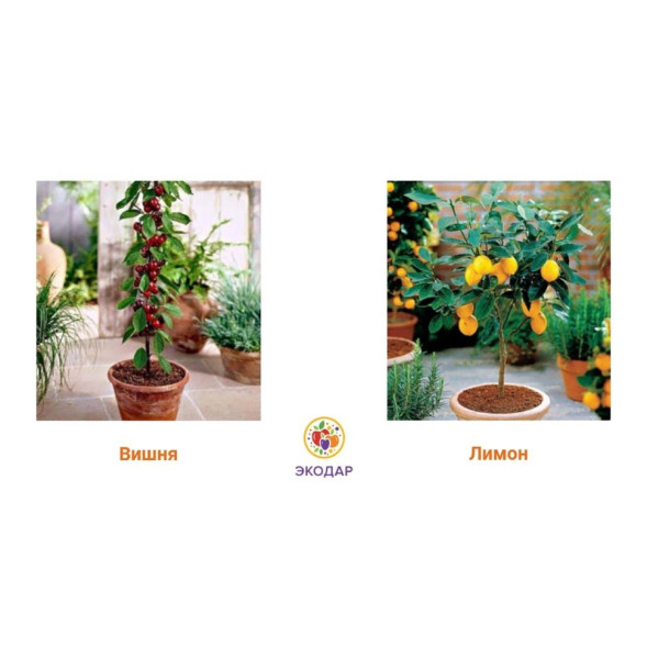 Мини-деревья Экодар в Москве