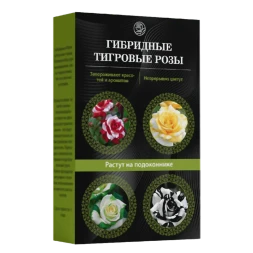 Тигровые розы