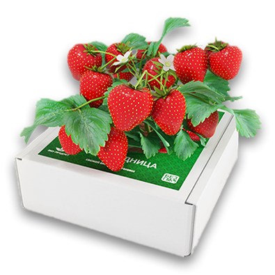 Ягодница Сказочный сбор в Москве